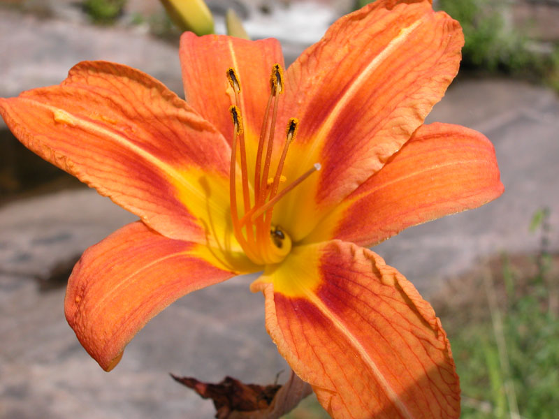 a025_Lilly