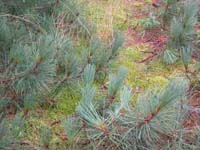 b059_Pine_In_Moss