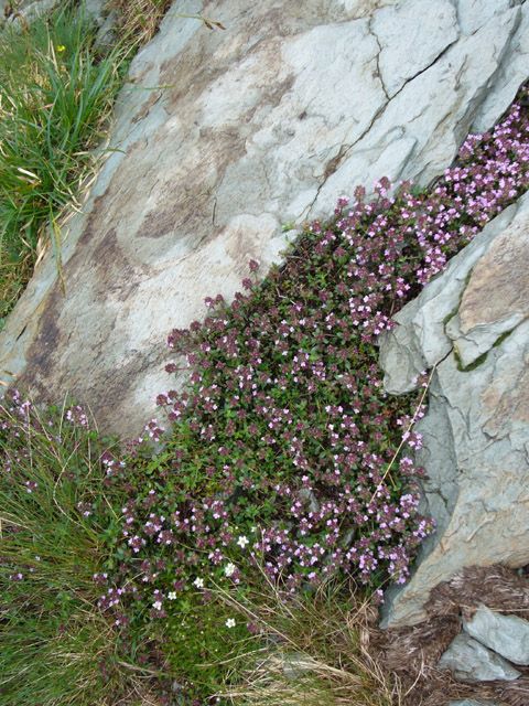 0526_Rock_flowers