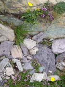 0521_Rocks_flowers