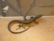 0423_Hotel_lizard