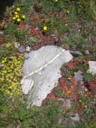 0489_Mountain_flowers