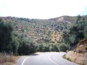 1037_Olive_terraces