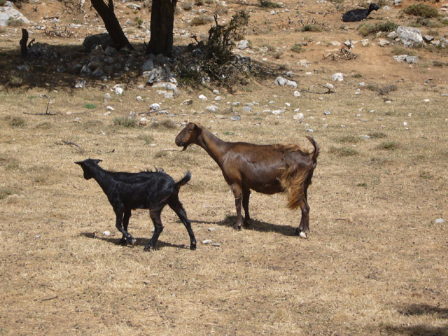 1053_Local_Livestock