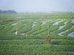 448_Morning_Glory_Field