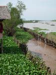 584_Mekong_Farming