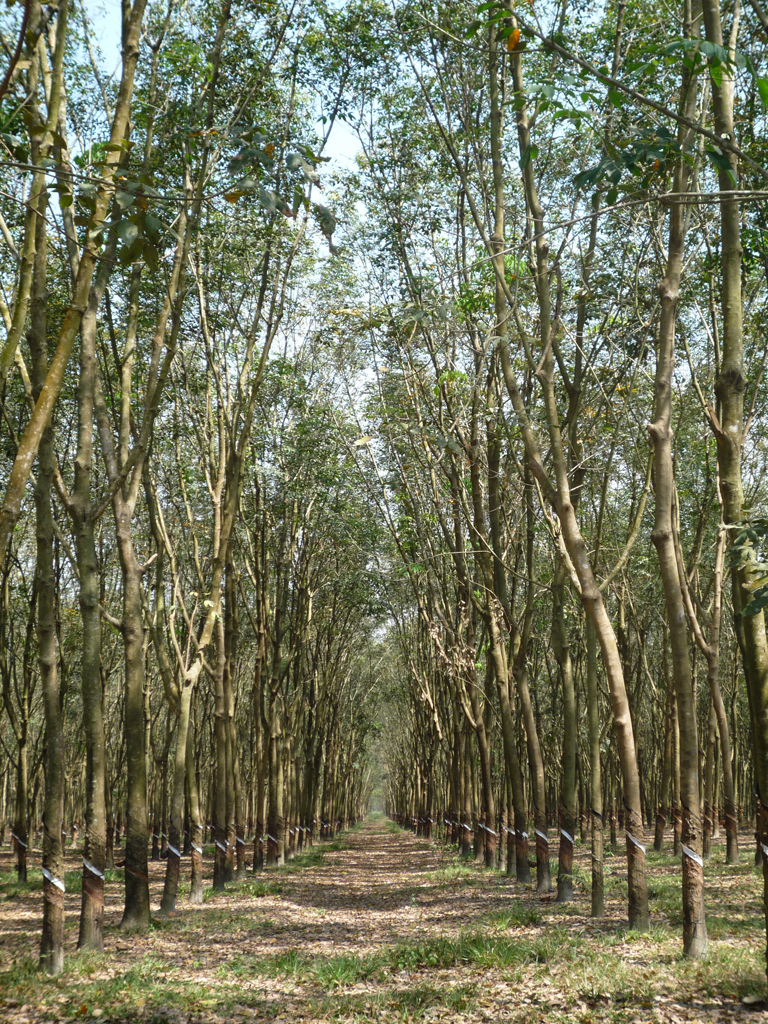 845_Rubber_Plantation